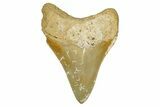 Serrated, Fossil Megalodon Tooth From Morocco - Rare Location #353016-1